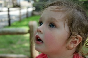 henson robinson zoo